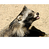   Marten, Raccoon dog