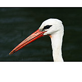   Beauty, Animal Portrait, White Stork