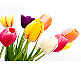   Blossom, Tulip, Bouquet