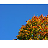   Tree, Leaves, Autumn Leaves