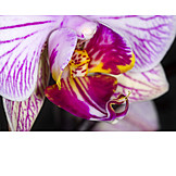   Blüte, Makro, Orchidee