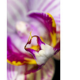   Blüte, Makro, Orchidee