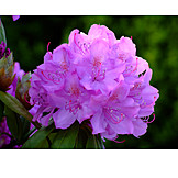   Blüte, Rhododendron