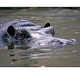   Water, Swim, Hippopotamus