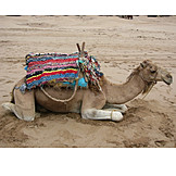   Camel, Dromedary camel
