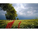   Thunderstorm, Field, Agriculture