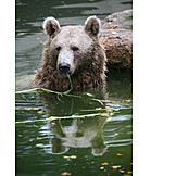   Water, Syrian Brown Bear