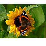   Sonnenblume, Insekt, Schmetterling, Admiral