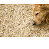   Sleeping, Dog, Carpet, Golden retriever