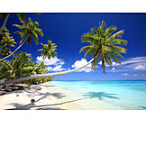   Palms, Remote beaches, Polynesia