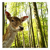   Deer, Animal portrait