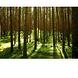   Forest, Pine forest
