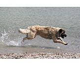   Water, Run, Dog