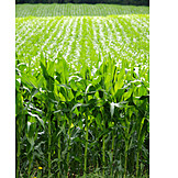   Maize field
