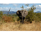   Wildlife, Elephant, African Bush Elephant