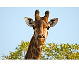   Wildtier, Giraffe, Tierkopf