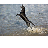   Water, Jump, Dog