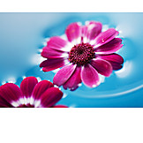   Blume, Blüte, Aromatherapie, Blumendekoration