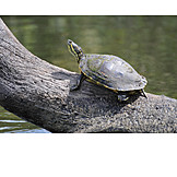   Schildkröte