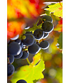   Weintraube, Herbstlich