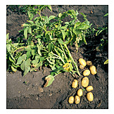   Potato, Potato plant, Potato harvest