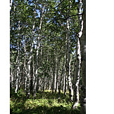   Forest, Birch forest