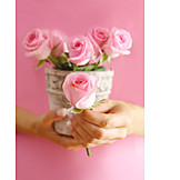   Rose, Mothers day, Valentine's day, Gifts