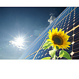   Sonnenblume, Klimaschutz, Solar, Sonnenenergie
