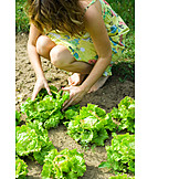   Gartenarbeit, Ernten, Gemüsegarten, Salatbeet