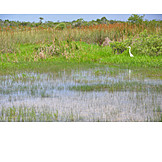   Water, Wetland, Everglades National Park