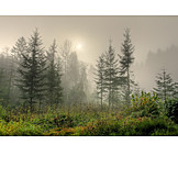   Wald, Nebel