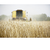   Agriculture, Harvest, Corn field, Wheat harvest