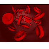   Blutkörperchen, Erythrozyt