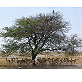  Wildlife, Antelope, Springbok