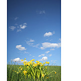   Meadow, Spring, Daffodils