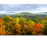   Autumn, Autumn Forest, Autumn Landscape