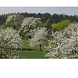   Landschaft, Frühjahr, Kirschbaumblüte, Osnabrücker Land