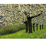  Kirschbaum, Frühling, Obstbaum, Obstwiese