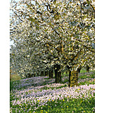   Kirschblüte, Frühling, Blühen, Obstwiese
