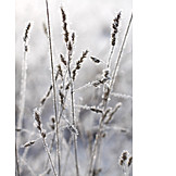   Grasses, Winter, Frost
