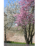   Frühling, Baumblüte
