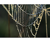   Spider Web, Dewdrop