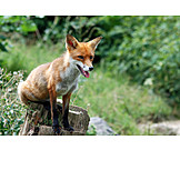   Fox