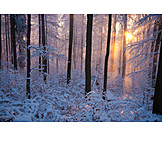   Sun, Forest, Winter landscape