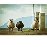   Schaf, Island, Tankstelle