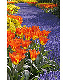   Tulpe, Frühling, Blumenmeer