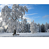   Winter, Winter Landscape