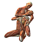   Anatomie, Muskelaufbau, 3d-rendering, Medizinische Grafik