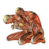   Anatomy, Muscle, 3d Rendering, Medical Illustrations