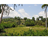   Karibik, Kuba, Palmenwald